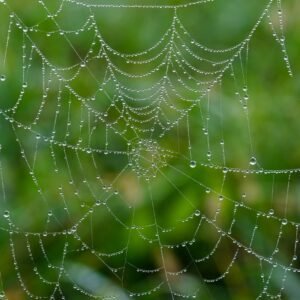spider web, web, wet-7599664.jpg