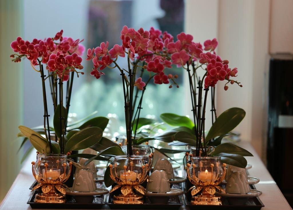 轉念是修行的開始——承辦浴佛法會的省思